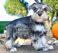 Lily Female AKC Mini Schnauzer $1250
