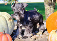 Eddie Male AKC Mini Schnauzer $999
