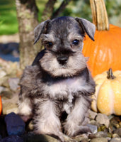 Echo Male AKC Mini Schnauzer $999