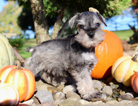 Echo Male AKC Mini Schnauzer $999