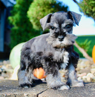 Teddy Male AKC Mini Schnauzer $999