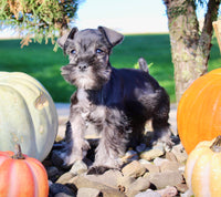 Eddie Male AKC Mini Schnauzer $999