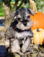 Echo Male AKC Mini Schnauzer $999