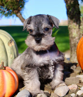 Echo Male AKC Mini Schnauzer $999