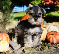 Echo Male AKC Mini Schnauzer $999