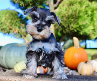 Lily Female AKC Mini Schnauzer $1250