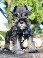 Eddie Male AKC Mini Schnauzer $999