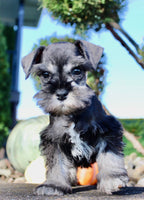 Teddy Male AKC Mini Schnauzer $999