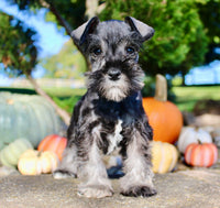 Eddie Male AKC Mini Schnauzer $999