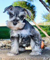 Lily Female AKC Mini Schnauzer $1250