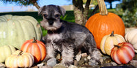 Echo Male AKC Mini Schnauzer $999