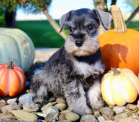 Ellie Female AKC Mini Schnauzer $1250