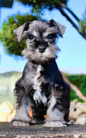 Teddy Male AKC Mini Schnauzer $999