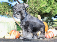 Eddie Male AKC Mini Schnauzer $999