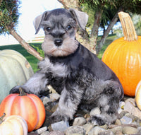 Ellie Female AKC Mini Schnauzer $1250