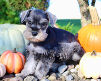 Ellie Female AKC Mini Schnauzer $1250