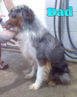 Buddy Male Mini Australian Shepherd $500