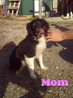 Buddy Male Mini Australian Shepherd $500