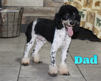 Petunia Female Mini Aussiepoo $1395