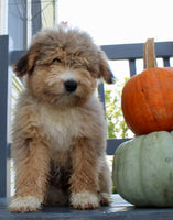 Drake Male Mini Aussiepoo $495