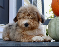 Drake Male Mini Aussiepoo $495