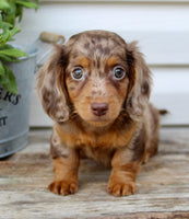 Charlie Male AKC Mini Dachshund $2250