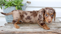 Charlie Male AKC Mini Dachshund $2250