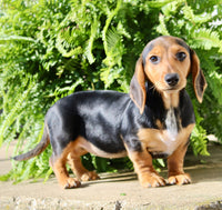 Marla Female AKC Mini Dachshund $950