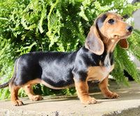 Marla Female AKC Mini Dachshund $950
