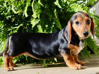 Marla Female AKC Mini Dachshund $950