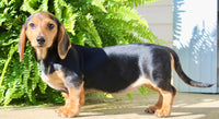 Marla Female AKC Mini Dachshund $950