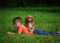 Mini Goldendoodle