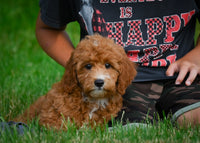 Mini Goldendoodle