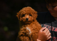 Mini Goldendoodle