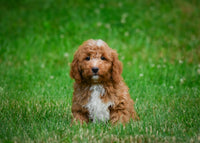 Mini Goldendoodle