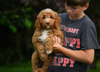 Mini Goldendoodle
