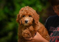 Mini Goldendoodle