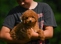 Mini Goldendoodle