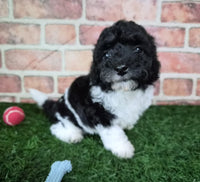 Mini Poodle