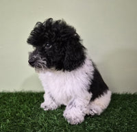 Mini Poodle