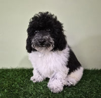 Mini Poodle