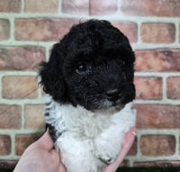 Mini Poodle