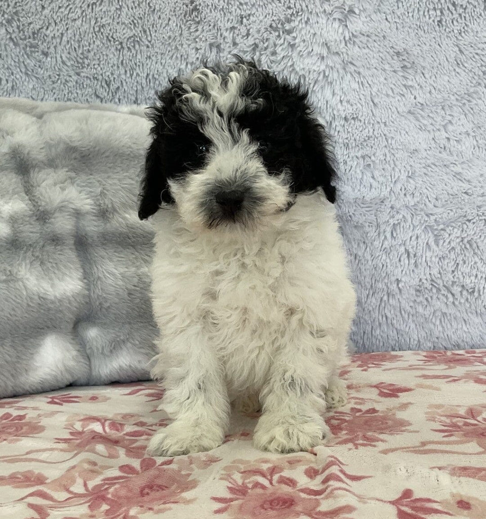 Sheepadoodle Puppies | spoiled pets rus