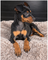 Tilly Female AKC Miniature Pinscher $1250
