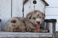 Mini Aussiedoodle