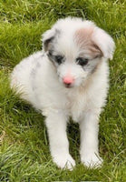 Mini Aussiedoodle