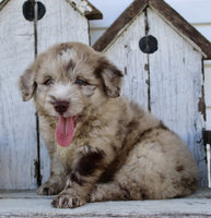 Mini Aussiedoodle