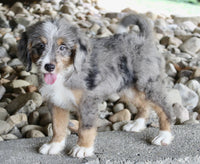 Mini Bernedoodle