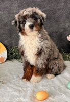 Mini Bernedoodle