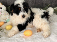 Mini Bernedoodle